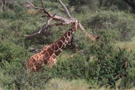 Żyrafa siatkowana - Giraffa reticulata - Reticulated giraffe