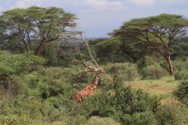 Żyrafa siatkowana - Giraffa reticulata - Reticulated giraffe