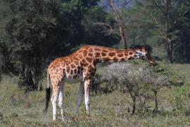 Żyrafa siatkowana - Giraffa reticulata - Reticulated giraffe