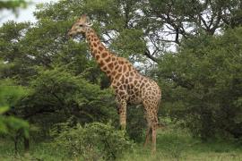 Żyrafa południowa - Giraffa giraffa - Southern giraffe