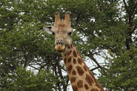 Żyrafa południowa - Giraffa giraffa - Southern giraffe