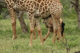 Żyrafa południowa - Giraffa giraffa - Southern giraffe