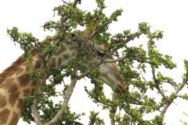 Żyrafa południowa - Giraffa giraffa - Southern giraffe