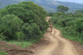 Żyrafa południowa - Giraffa giraffa - Southern giraffe