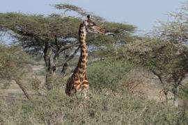 Żyrafa masajska - Giraffa tippelskirchi - Masai giraffe