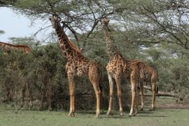 Żyrafa masajska - Giraffa tippelskirchi - Masai giraffe