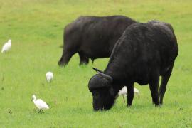 Bawół afrykański - Syncerus caffer - African buffalo