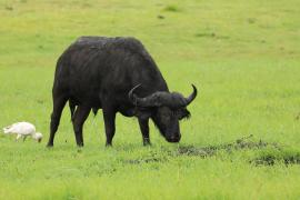 Bawół afrykański - Syncerus caffer - African buffalo