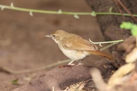 Jasnobrzuch ziemny - Phyllastrephus terrestris - Terrestrial Brownbul