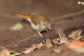 Jasnobrzuch ziemny - Phyllastrephus terrestris - Terrestrial Brownbul