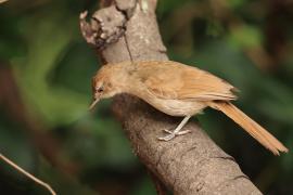 Jasnobrzuch ziemny - Phyllastrephus terrestris - Terrestrial Brownbul