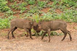 Guziec zwyczajny - Phacochoerus africanus - Common Warthog