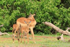 Impala zwyczajna - Aepyceros melampus - Impala