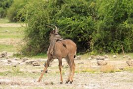 Kudu wielkie - Tragelaphus strepsiceros - Greater kudu