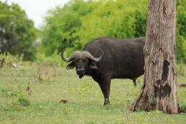 Bawół afrykański - Syncerus caffer - African buffalo