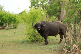 Bawół afrykański - Syncerus caffer - African buffalo