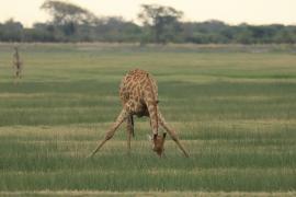 Żyrafa południowa - Giraffa giraffa - Southern giraffe