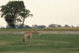 Żyrafa południowa - Giraffa giraffa - Southern giraffe