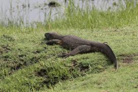 Waran nilowy - Varanus niloticus - Nile monitor