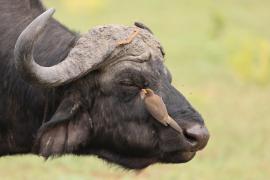 Bawół afrykański - Syncerus caffer - African buffalo