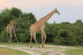 Żyrafa południowa - Giraffa giraffa - Southern giraffe