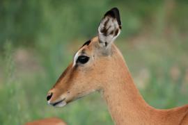 Antylopik zwyczajny - Raphicerus campestris - Steenbok