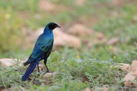 Błyszczak ciemny - Lamprotornis mevesii - Meves's Starling