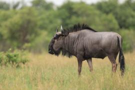 Gnu pręgowane - Connochaetes taurinus - Blue wildebeest