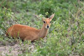 Antylopik zwyczajny - Raphicerus campestris - Steenbok