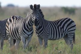 Zebra stepowa - Equus quagga - Common zebra