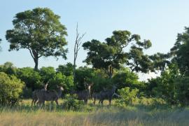Kudu wielkie - Tragelaphus strepsiceros - Greater kudu