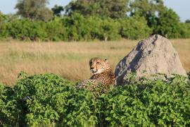 Gepard grzywiasty - Acinonyx jubatus - Cheetah