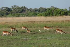 Kob moczarowy - Kobus leche - Southern Lechwe