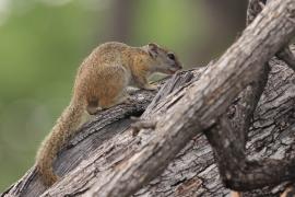 Zaroślarka akacjowa - Paraxerus cepapi - Smith's bush squirrel