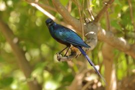 Błyszczak ciemny - Lamprotornis mevesii - Meves's Starling