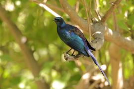 Błyszczak ciemny - Lamprotornis mevesii - Meves's Starling