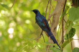 Błyszczak ciemny - Lamprotornis mevesii - Meves's Starling