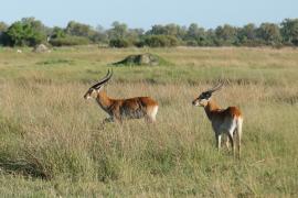 Kob moczarowy - Kobus leche - Southern Lechwe