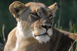 Lew afrykański - Panthera leo - Lion 