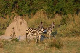 Zebra stepowa - Equus quagga - Common zebra