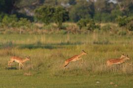 Impala zwyczajna - Aepyceros melampus - Impala