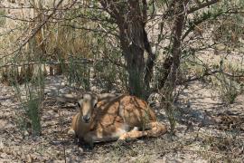 Antylopik zwyczajny - Raphicerus campestris - Steenbok