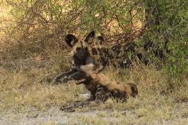Likaon pstry - Lycaon pictus - African Wild Dog