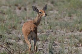 Antylopik zwyczajny - Raphicerus campestris - Steenbok