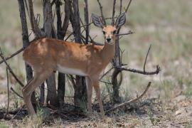 Antylopik zwyczajny - Raphicerus campestris - Steenbok