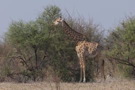 Żyrafa południowa - Giraffa giraffa - Southern giraffe