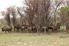 Gnu pręgowane - Connochaetes taurinus - Blue wildebeest