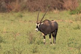 Oryks południowy - Oryx gazella - Gemsbok