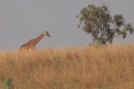 Żyrafa północna - Giraffa camelopardalis - Northern giraffe