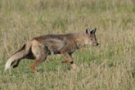 Szakal pręgowany - Canis adustus - Side-striped Jackal